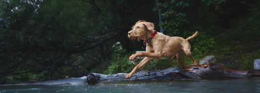 Guided TPLO and Meniscus Wet-lab