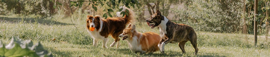 A Complete Introduction to Safety-Focused TPLO