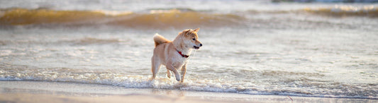 Guided TPLO and Meniscus Wet-lab