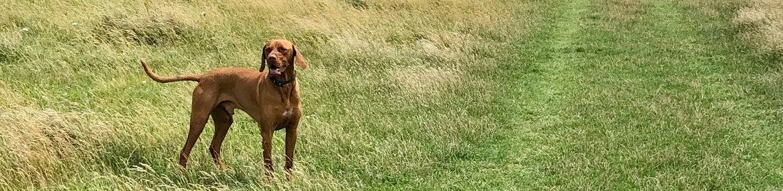 Guided TTA and Meniscus Wet-lab