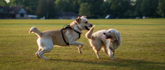 A Complete Introduction to Safety-Focused TPLO